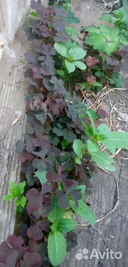 Садовые цветы