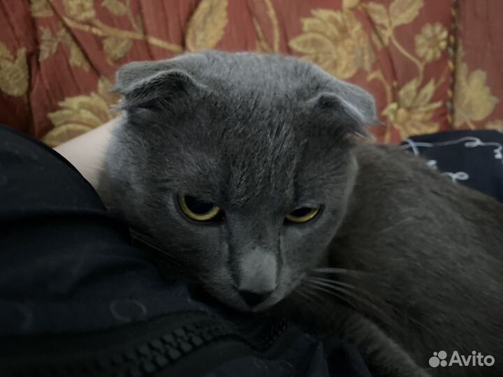 Потерялся кот