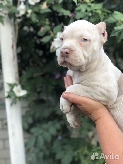 Американский булли мальчик, лиловый мерль