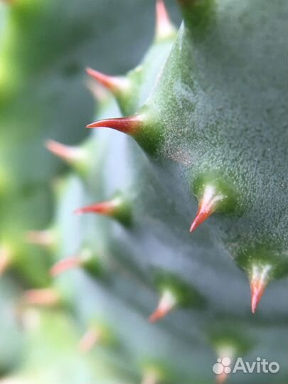 Суккуленты