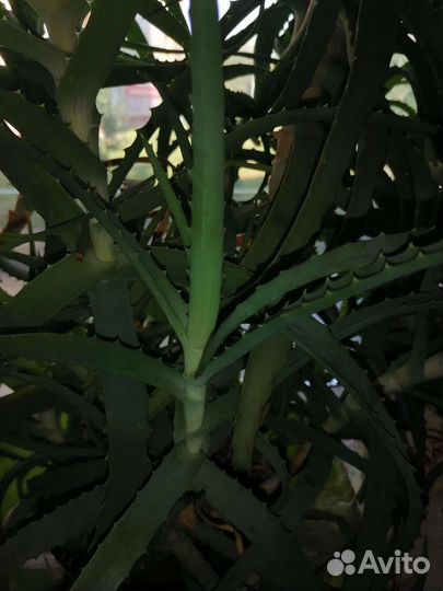 Алоэ лечебный