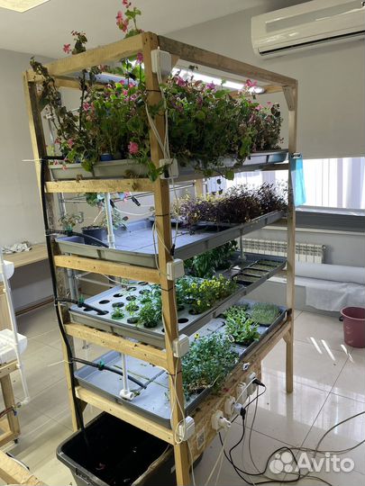 Микрозелень Гидропонная ферма микрозелени