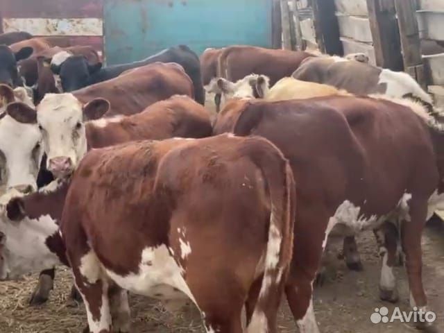 Продажа крс