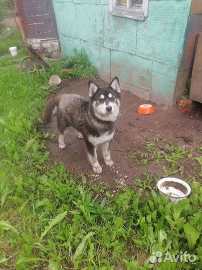 Собака в добрые руки отдам бесплатно