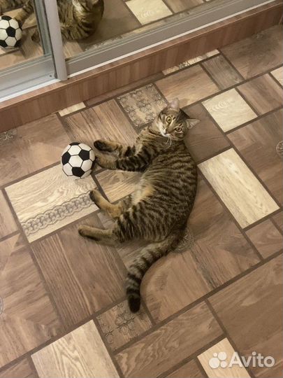 Передержка котов и кошек