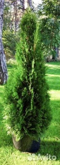 Туя брабанд