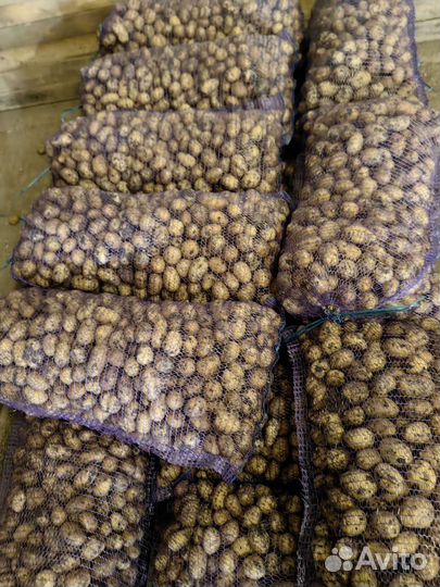 Картофель 2 сорт