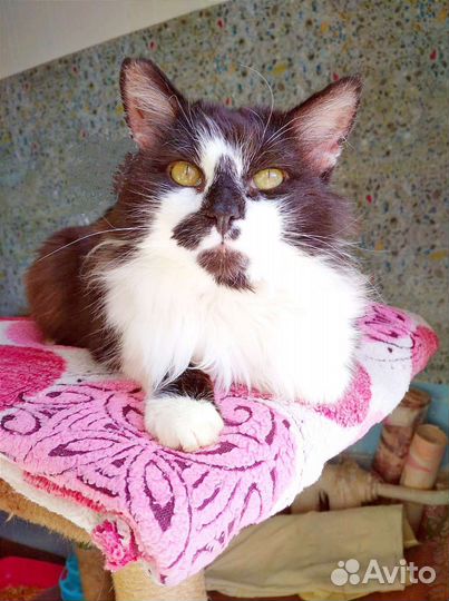 Басик в добрые ручки:)