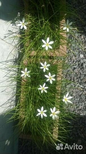 Зефирантес белый