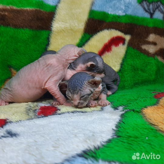 Канадский сфинкс эльф котенок