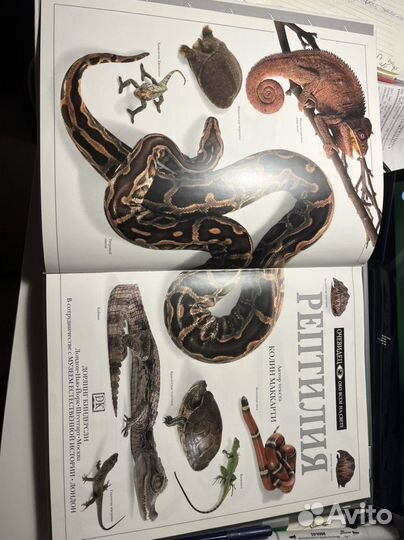 Книга «Рептилия»