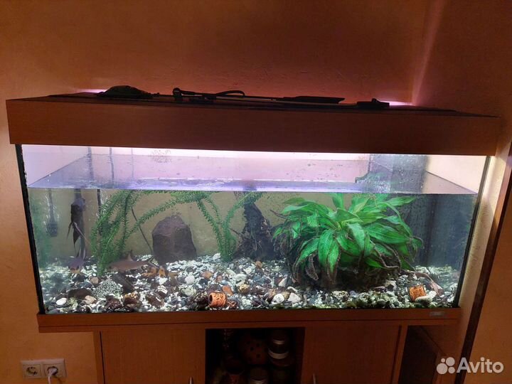 Аквариумные рыбки отдам бесплатно