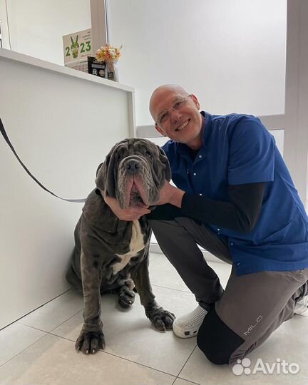 Ветеринарный врач, Ветеринарная помощь на дому