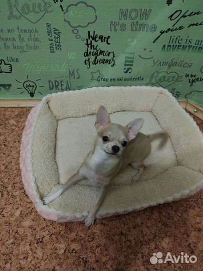 Чихуахуа мини девочка