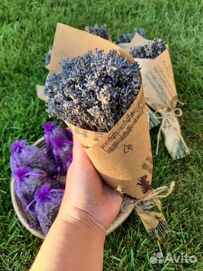 Лаванда сухоцвет, сбор 2023 года