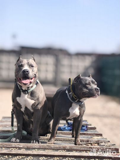 Услуги кинолога