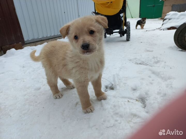 Щенки немецкой овчарки