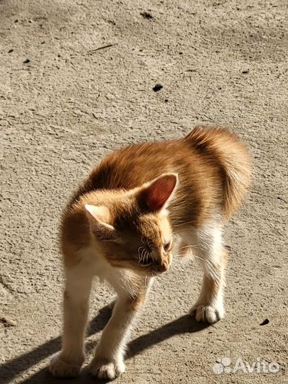 Котята(есть мальчики и девочки)