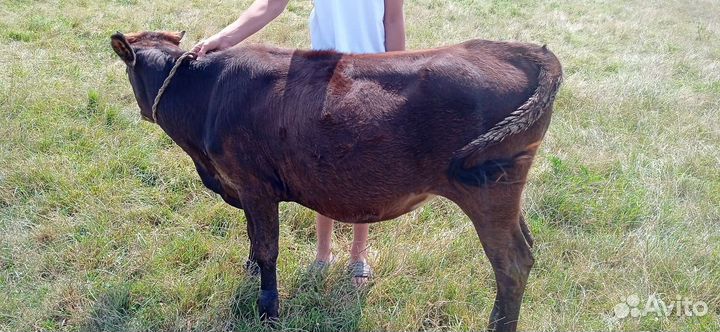 Кобыла тёлочка