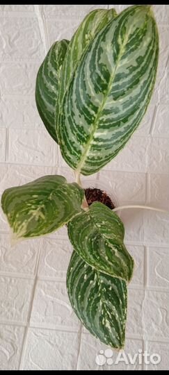 Аглаонемы, редкие сорта