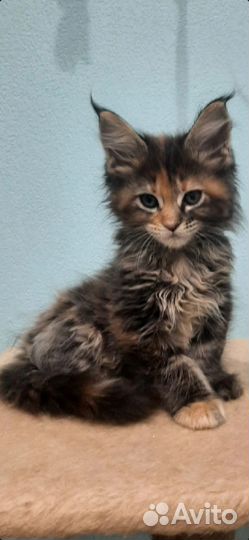 Котята мейн-кун