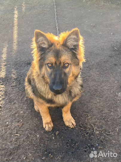 Немецкая овчарка
