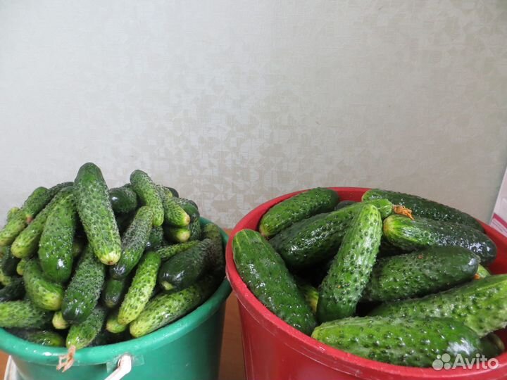 Продам огурчики обычные, корнишончики, чеснок шт
