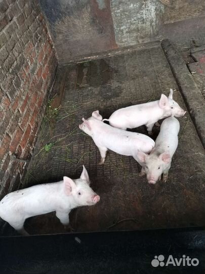 Поросенок ландрас