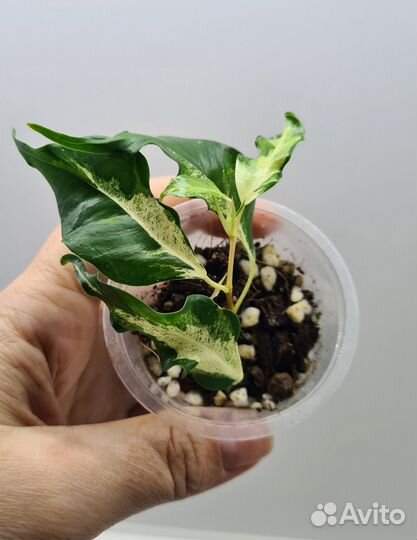 Набор из 10 растений