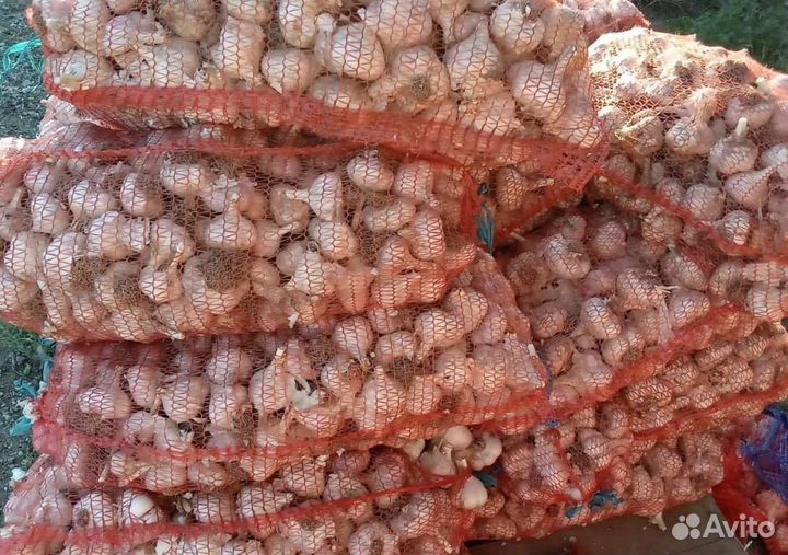 Семенной чеснок сорта Добрыня