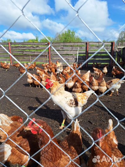 Молодые петухи