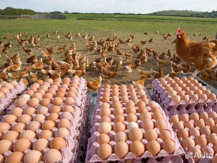 Куры несушки Кросс Коралл порода