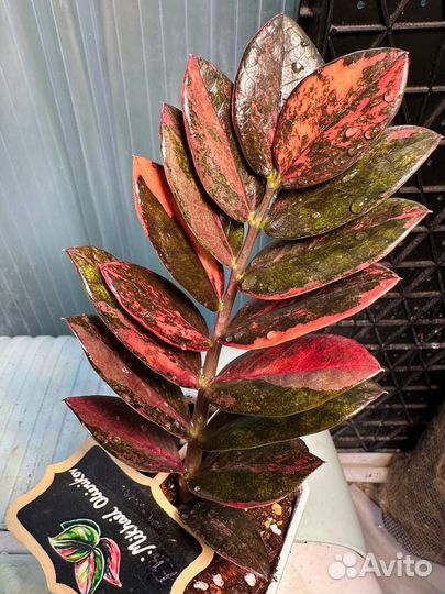 Замиокулькас вариегатный