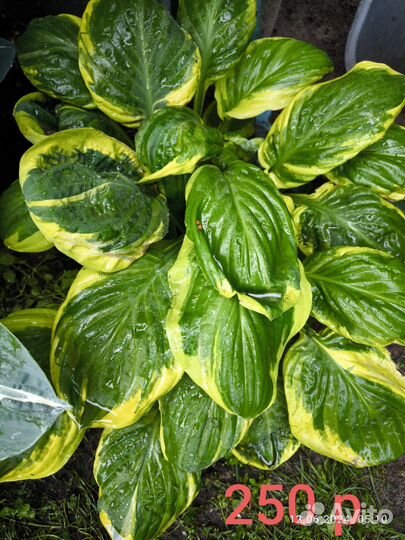 Хосты разные