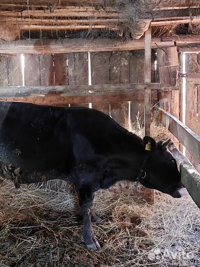 Корова с теленком