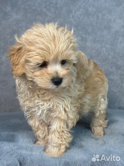 Щенки мальтипу