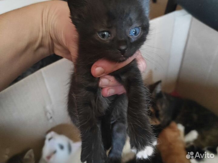 Котята в дар