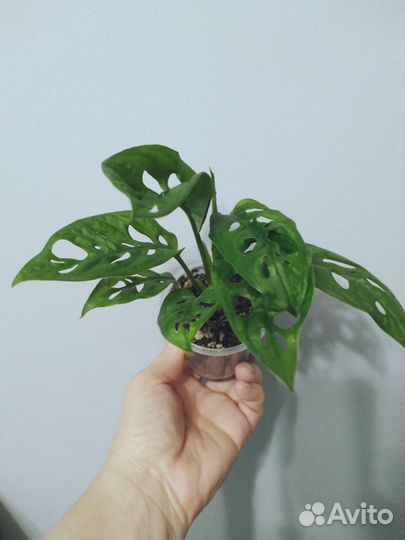 Монстеры, Ктенанта,Традесканция,Бегония,Маранта