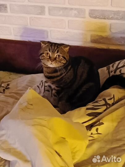 Котик вязка