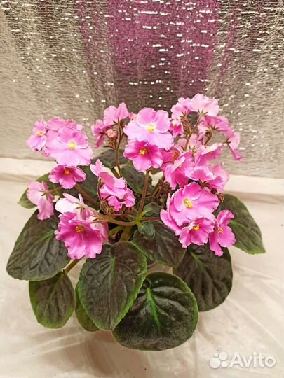 Фиалка пт - Первое свидание (стартеры)