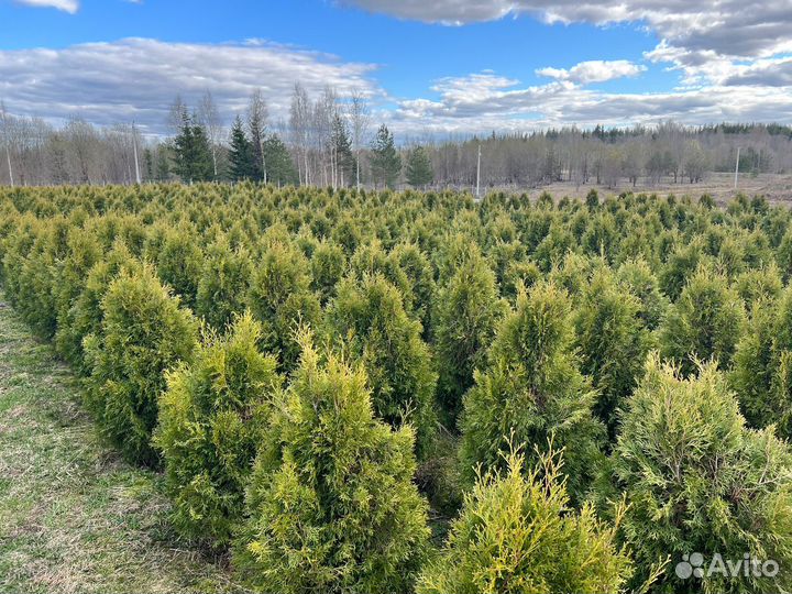 Продажа растений туй смарагд