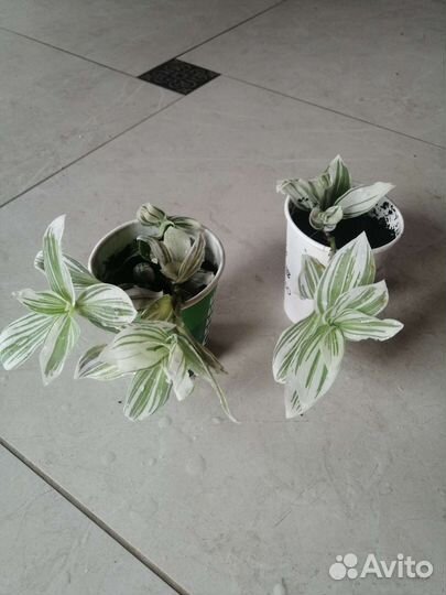 Традесканция