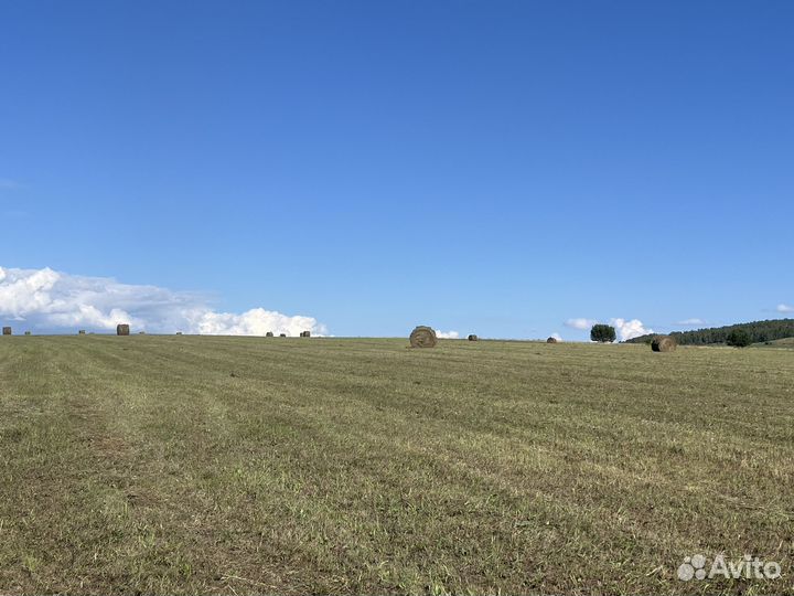 Продам сено в рулонах