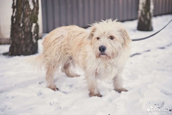 Невероятный пëс Николай ищет дом