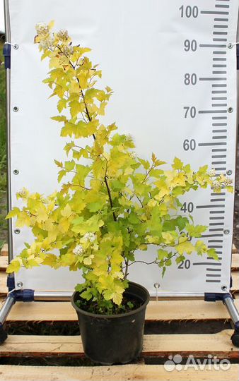 Пузыреплодник Luteus/С3