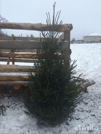 Ель новогодняя живая