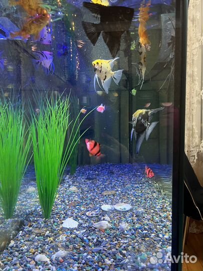 Аквариум с тумбой лучший декор для помещения