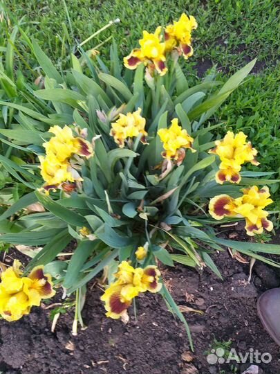 Ирисы карликовые