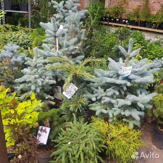 Хвойники. Туя. Можжевельник. Ель. Сосна и др