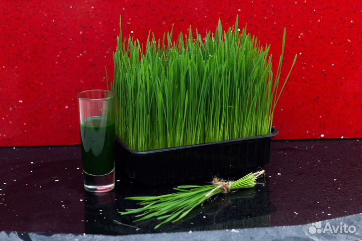 Сок из ростков пшеницы замороженный - Витграсс